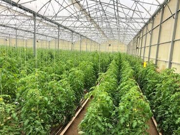 hovsanda obyekt satılır: Zirə Kəndi, 10 hektar sahəsi olan parnik satılır. 5 hektar yarım — 1