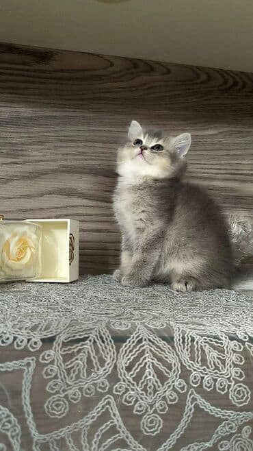 Aş qazanı: Şinşilla — 2