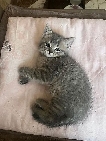 pişik pişik: Britan — 3