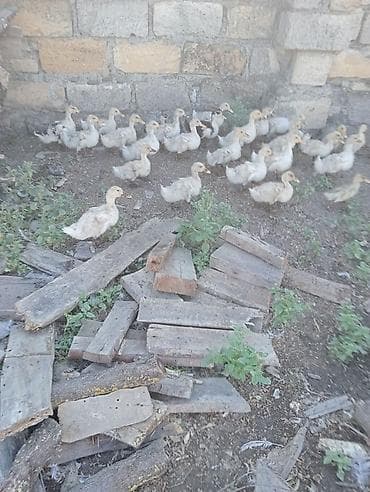 Məhsul: Pekin Ördək balaları Təsvir: - Təbii şəraitdə saxlanılan lalafo.az -da Məhsul: Pekin Ördək balaları Təsvir: - Təbii şəraitdə saxlanılan