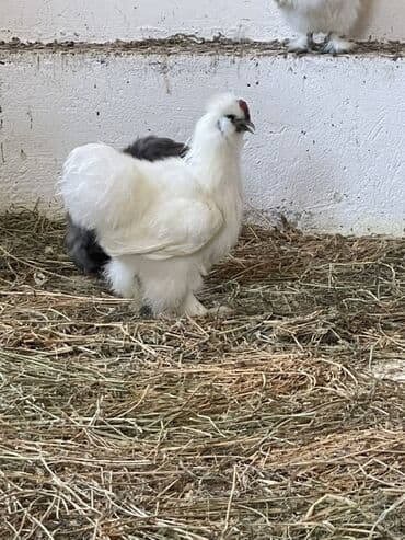 simmental inək cinsi: Toyuq, Damazlıq — 11