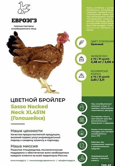 Ətlik yumurtalıq Kel türkan