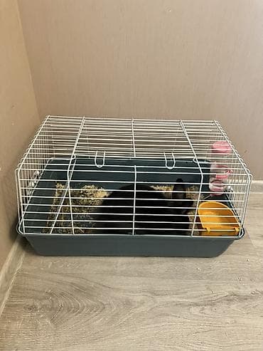 balaca heyvanlar: Dekorativ ev dovşanı və qəfəs dəsti - Cins: uzun tüklü dekorativ — 1