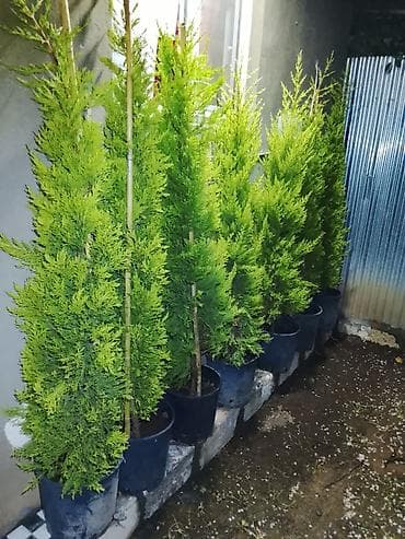 Leylandi tuya (Cupressocyparis leylandii) ağacları – qara plastik