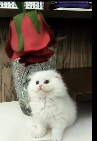 Gəmiricilər: Tam sağlam Ağ tüklü bala Dişidir — 2