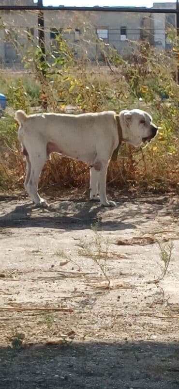 i̇tlər afcarka: Alabay, 3 il, Erkek, Peyvəndli, Ödənişli çatdırılma — 3