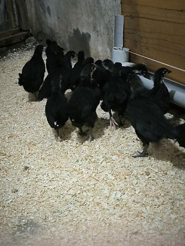 cucə balası: Toyuq cücələri, Damazlıq — 2