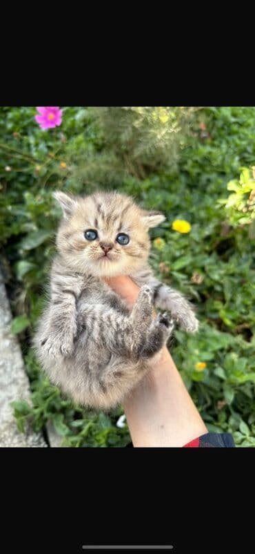 Gəmiricilər: Şotland — 3