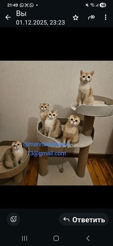 Britan qızılı shaded (golden) rəng qrupundan pişik balaları - Cins