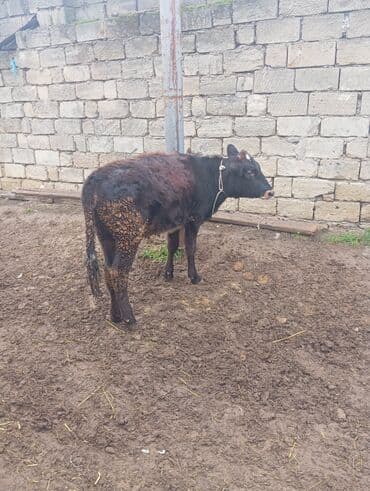 Disi yemde olan heyvandi 8ayliq disi dana