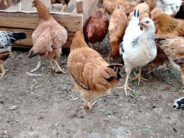 cins xoruz yumurtada banlayar: Toyuq, Yumurtalıq — 2