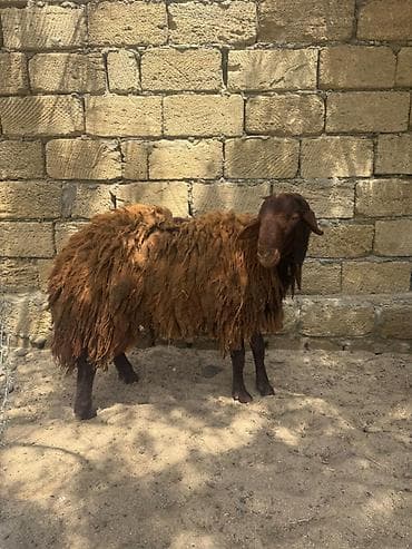 qoyun bazari: Erkək, Qala, il: 1, 75 kq, Damazlıq, Südlük, Ətlik, Ünvandan götürmə, Pulsuz çatdırılma, Ödənişli çatdırılma — 1