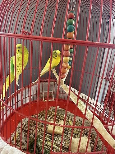 Mini: Məhəbbet quşlari erkek-dişi qefesle birlikde satilir ünvan bakıxanov — 1