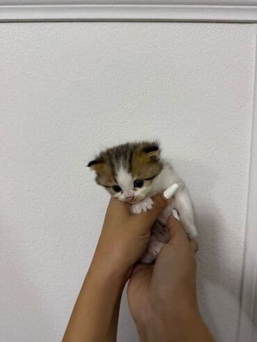 купить тайского котенка: Şinşilla, Yaxşı əllərə — 6