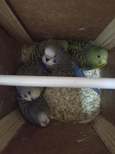 suda yaşayan heyvanlar: Məhsul: Dalmatin naxışlı, mavi-bənövşəyi tonlarda dalğalı papuqay — 4