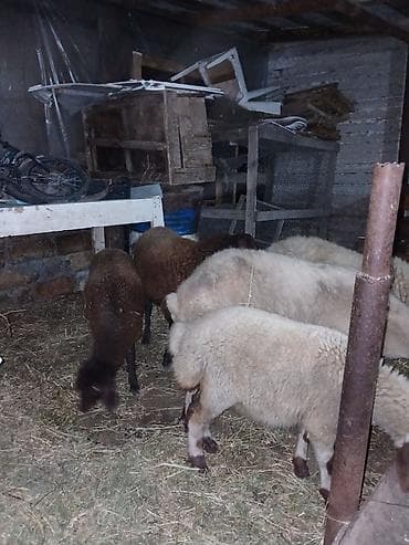qara mal: Ümumi 5 baş heyvandı erkey toğlu dişi quzular boğaz qoyunnar qiymətlər — 7