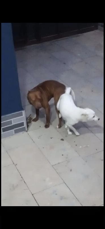 pidbul balası: Ağ it pulsuz verilir 7 balası var pitbulla qarışıqdı həyətcil itdi — 1