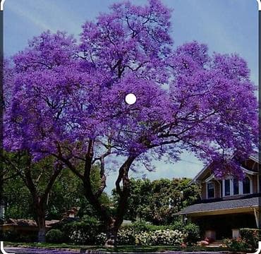 Çöl bitkiləri: Pavloniya (Adəm agaci)ağacları satılır .dunyanin ən tez böyüyən — 4