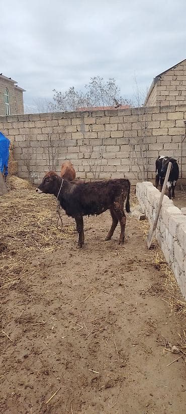 2 eded super saxlamali danalardi lazim olunan butun dermanlari verilib