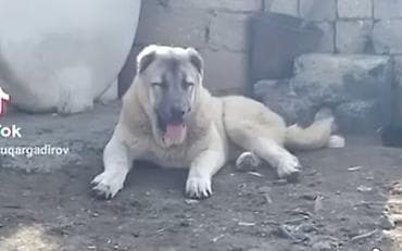 чобан ити: Кангал, 3 годa, Самка — 4