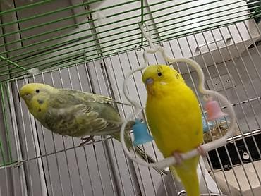 Məhsul: Dalmatın (buldurcuq/papağan) cütü və qəfəs dəsti Təsvir: -