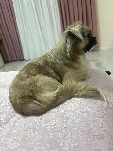 pedigree it yemi: Pekines — 4