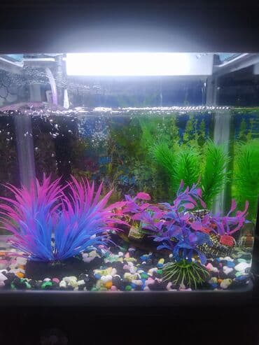 heyvan satışı: Akvarium satılır 20 ltr-lik firma malıdır dekorları ilə birlikdə — 4