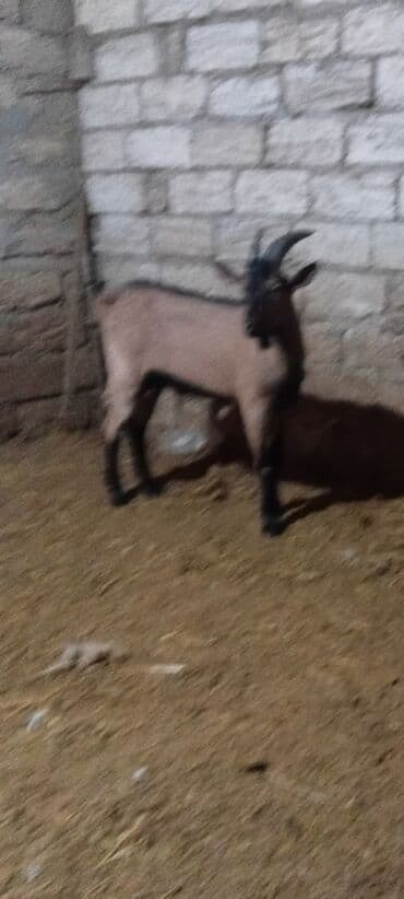 cins ineklerin qiymeti: Erkək, il: 1, Südlük, Ətlik, Ödənişli çatdırılma — 3