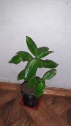 pul seyfi: Gul — 1