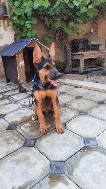 немецкая овчарка цена в баку: Немецкая овчарка, С прививками — 2