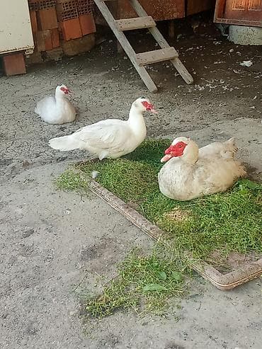 Salam öz qapımın heyvanlarıdı 2 fərə 1 xoruz cavan heyvanlardı işdə