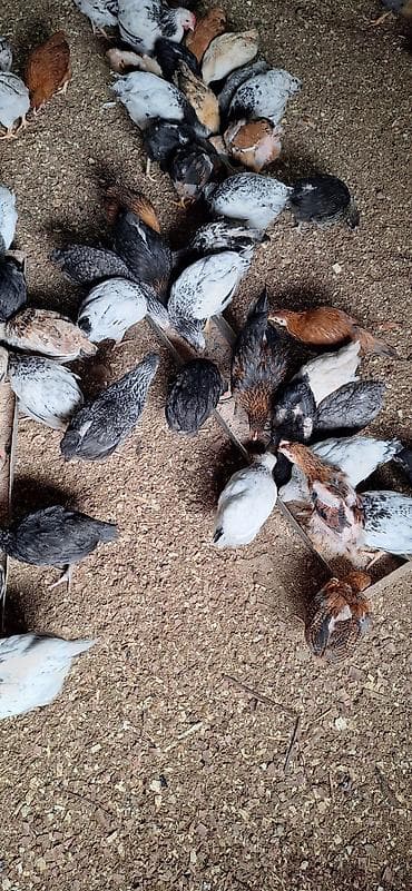 toyug cuce: Toyuq cücələri, Damazlıq — 6