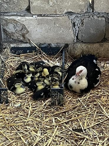 quzu qiyməti: 15 günlük lal ördək balaları satılır.(15 iyulda çıxıb) Qiymət hamısını — 1