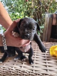 коне корса: 1 месяц, С прививками, Самовывоз, Бесплатная доставка, Платная доставка — 6