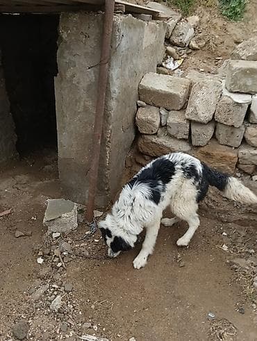 приют для животных в баку адрес: Salam 8ayliq kucuydu dişidi maturxanin nəticəsidi.ite gedir amma — 4