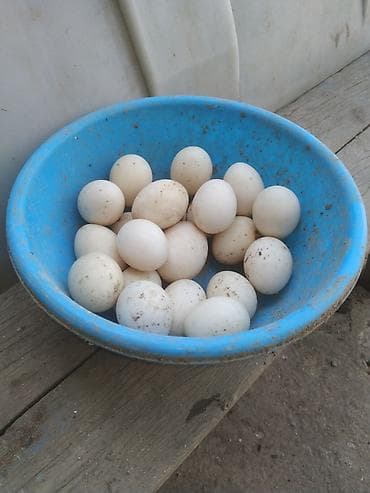 Teze Ağ lal ördek yumurtası satılır.Qiymet.1