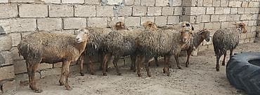 qoyun sortlari: Məhsul: Qoyun sürüsü Təsvir: - Şəkildə gördüyünüz kimi, daş hasarlı — 1
