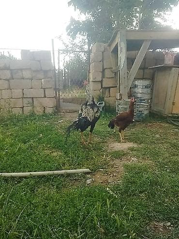 Məhsul: Cins xoruz Təsvir: - Uzunboyun, hündür ayaqlı, əzələli — 4