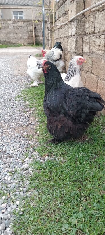 Qazlar: Brahma toyuqları – yumurtacı və ətlik iri cins 3 toyug 1 xoruz 280 m — 1
