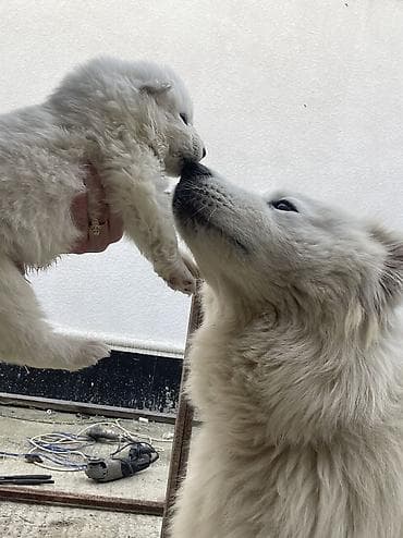 qurdbasar balaları: Samoyed — 8