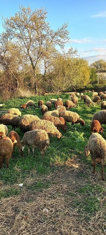 heyvan satisi: Evella salam 200 baş qoyunu quzlu heyvan satlir isdyen elaqe saxliyib — 7