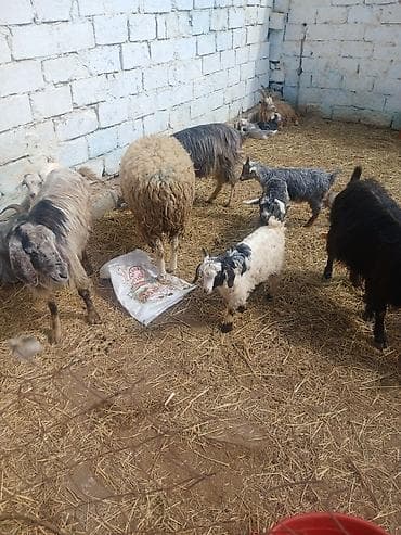 Quzu: Ekiz tek balali keciler — 3