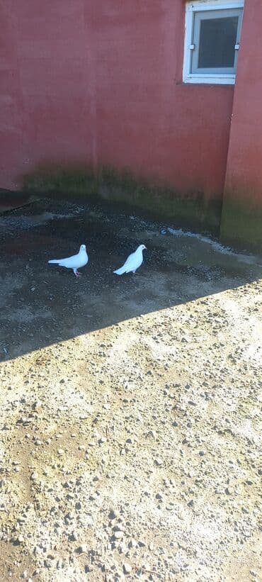 cins göyərçinlər: Ağ rəngli göyərçin cütü Super uçuşu var.İstəyən olsa munasib qiymətə — 3