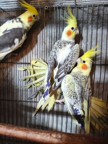 Gəmiricilər: Salam. ENDİRİMLƏR🦜🐦 DANIŞAN VƏ DANIŞMAGA HAZİR OLAN QUŞLAR — 5