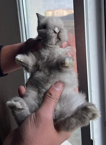 Akvariumlar: 🐰Dekorativ Lionhead bala dovsanlar 1 ayliq saglam, aktiv ve cox sirin — 3