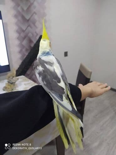 xaski it satisi: Salam danisan quslar satilir. Yaslari ferqlidir. Quslar dislemir — 5