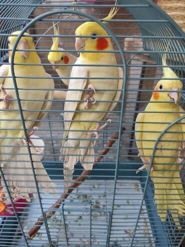 dovşan qəfəsi: Qəfəslər quşlar — 1