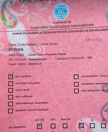 хомяк цены: Кане-корсо, 3 месяца, Самец, С родословной — 11