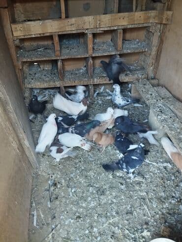 золотистый ретривер цена в баку: 3 sarı bir kekilli boynu güllü Erkey hamsi cutdu — 2