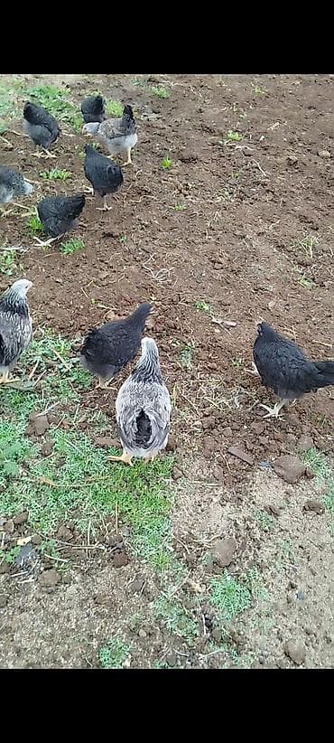 toyuq sumatra: Heyet weraitinde besdenmiw ferelerdi 10ededdi peyventleri cuma vaksini — 1